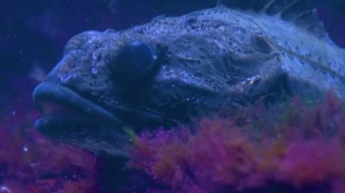 Yerde duran bir Shorthorn heykelinin yakınında.