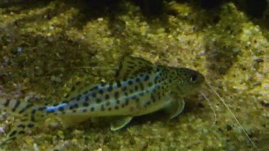 Siyah benekli cırtlak balık yerde yüzüyor.