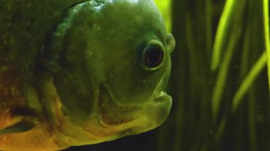 Bir pirana ya da pirana, suyun altında başını yakın tut.