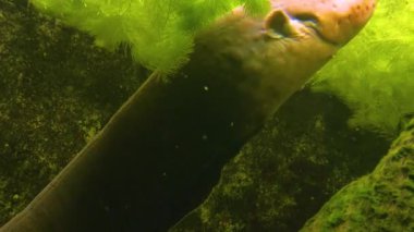 Elektrikli yılan balığı gövdesinin etrafını sarın.