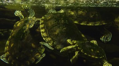 Suyun altında yüzen su kaplumbağalarına yaklaş.