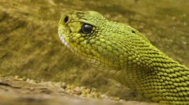 Dilinle çıngıraklı yılanın başını kapat..