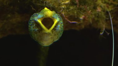 Kurdele yılanbalığı. Kafasını kapat ve ağzını kapat.