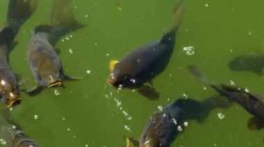 Su yüzeyinde bir grup sazan ağızlarını açarak yiyecek arıyor..
