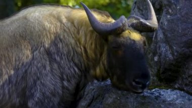 Yaban keçisine yaklaş ve bir kayanın üzerinde durup etrafa bak..