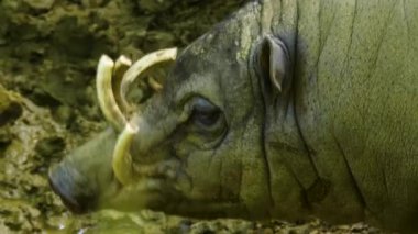 Geyik yaban domuzu kafasının yakınına 