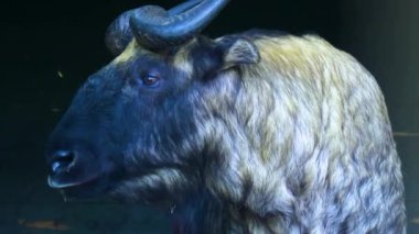 Yaban keçisine yaklaş ve bir kayanın üzerinde durup etrafa bak..