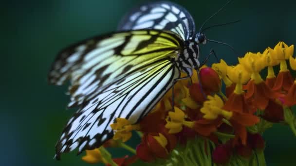 Boom Nimf Vlinder Een Vergeelde Rode Bloem Verzamelen Nectar — Stockvideo