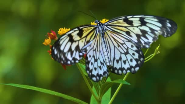 Boom Nimf Vlinder Een Vergeelde Rode Bloem Verzamelen Nectar — Stockvideo