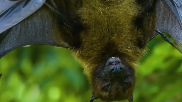 Close Fruit Bat Hanging Licking His Wing — Stock Video