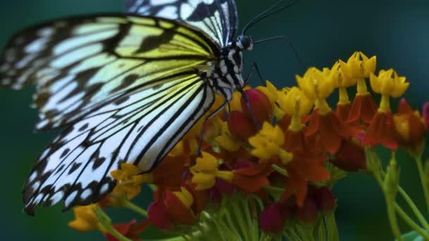 Nymphe Des Arbres Papillon Sur Une Fleur Rouge Jaunie Collecte — Video
