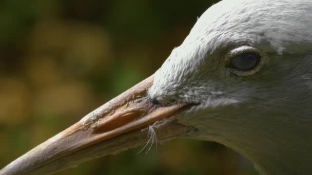 Grue Bleue Gros Plan Tête Par Derrière Sur Côté — Video