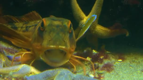 Zbliżenie Tub Gurnard Ryby Ziemi Spacery Wokół — Wideo stockowe