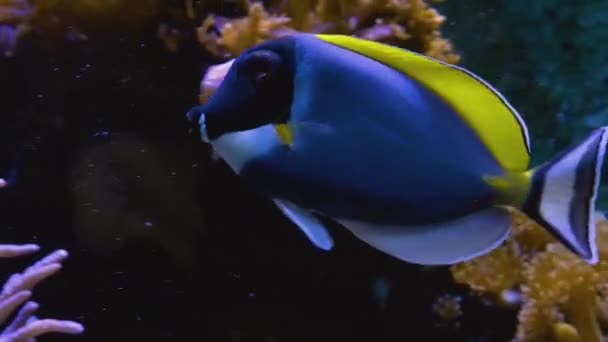 Close Blue Tang Cirurgião Peixes Nadando Redor — Vídeo de Stock