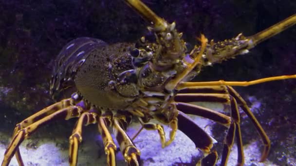 Close Rock Lobster Moving Legs — Stock Video