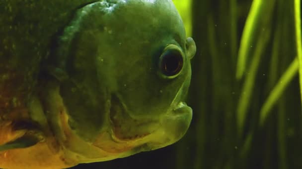 食人鱼一种食人鱼或琵琶鱼 靠近水下头 — 图库视频影像