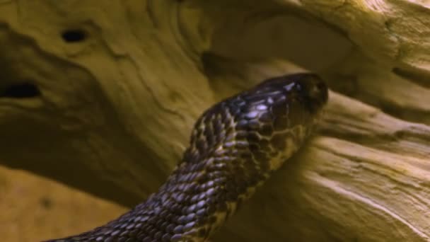 Cobra Gros Plan Tête Montrant Langue — Video