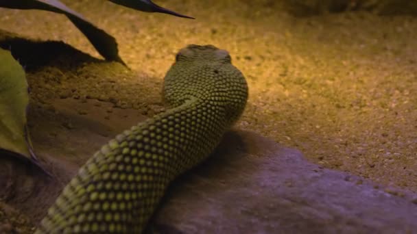 Close Rattlesnake Head Tongue — Stock Video