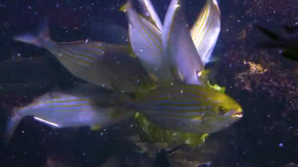 Bunch Yellow Snapper Eating Lettuce — Stock Video