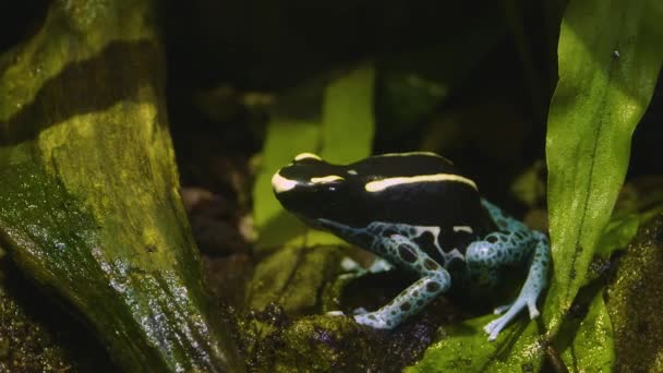 Siyah Mavi Zehirli Kurbağası Yaprakların Üzerinde Oturuyor — Stok video