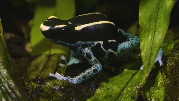 Preto Azul Veneno Seta Sapo Sentado Ainda Folhas — Vídeo de Stock