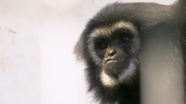 Primer Plano Cara Cabeza Gibbon Negro — Vídeo de stock