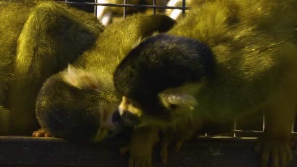 Macacos Esquilo Descansando Tabuleiro — Vídeo de Stock