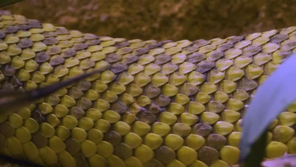 側面から這うガラガラヘビの体の閉じる — ストック動画