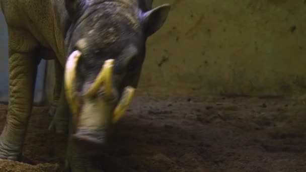 Geyik Yaban Domuzu Kafasının Yakınına — Stok video