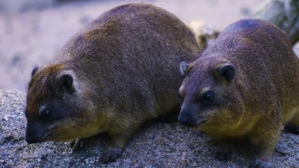 Two Rock Hyraxes Looking Rock Opening His Mouth — Stock video