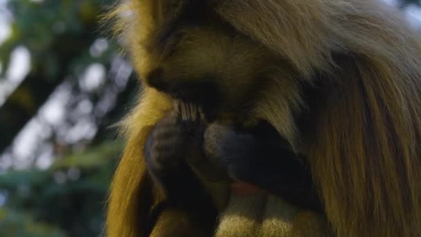 Blutende Affen Sitzen Auf Einem Felsen — Stockvideo