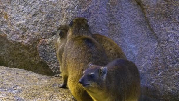 Two Rock Hyraxes Looking Rock Opening His Mouth — Stock video