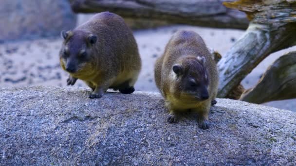 Zwei Felsenhyraxen Blicken Von Einem Felsen Herab Der Seinen Mund — Stockvideo