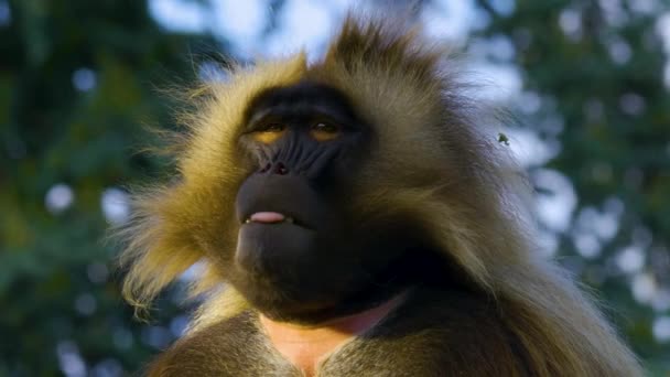 Vérző Szívű Majmok Csoport Egy Sziklán — Stock videók