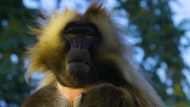 Bir Kayanın Üzerinde Oturan Kanayan Kalp Maymunları Grubu — Stok video