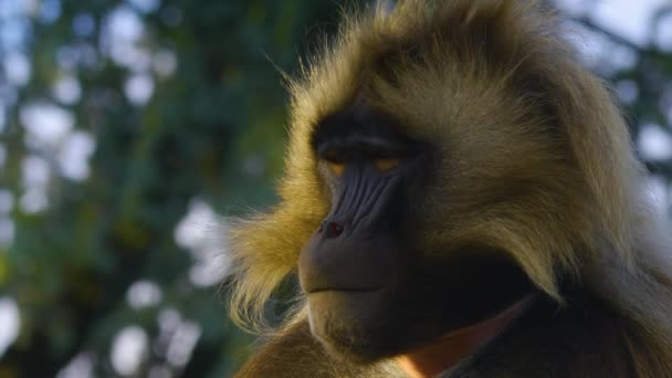 Bir Kayanın Üzerinde Oturan Kanayan Kalp Maymunları Grubu — Stok video