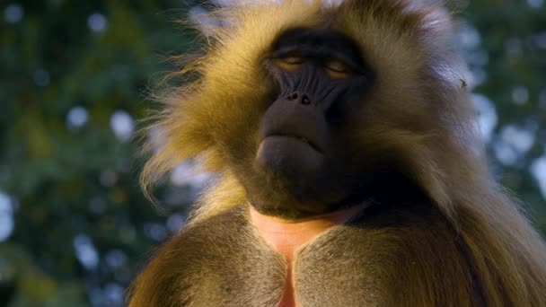 Αιματηρή Ομάδα Μαϊμούδων Κάθεται Ένα Βράχο — Αρχείο Βίντεο