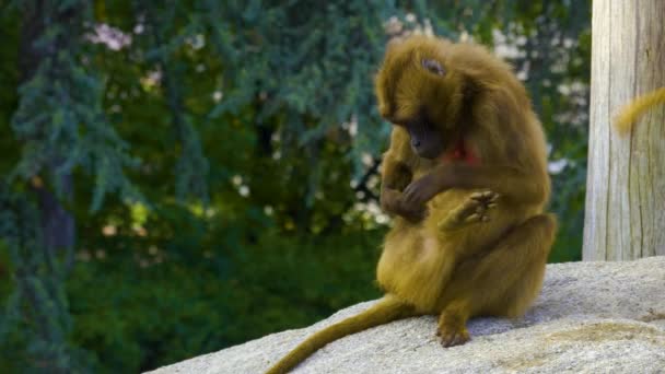 Grupo Monos Sangrantes Del Corazón Sentados Una Roca — Vídeos de Stock