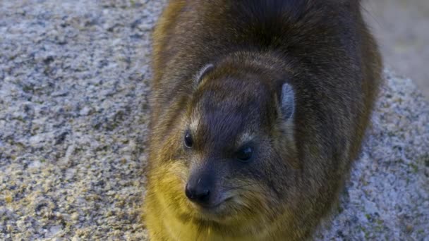 Klippa Hyraxes Skakar Och Öppnar Munnen — Stockvideo