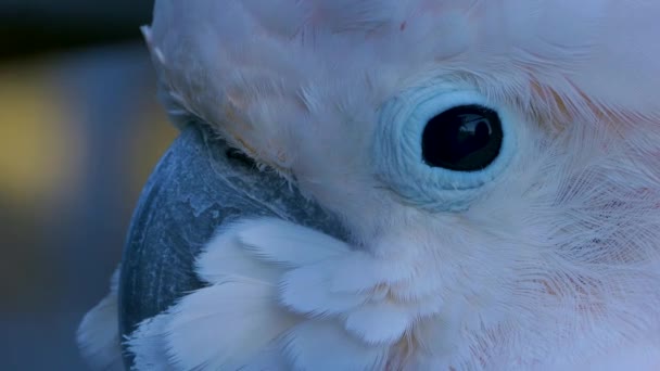 Beyaz Papağanın Kafasını Kapat Kameraya Bak Göz Kırp — Stok video