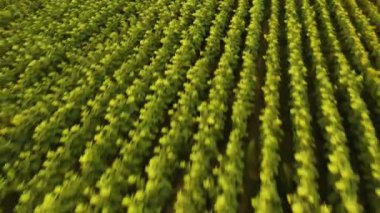 Yazın bulutlu bir günde bir ayçiçeği tarlasının havadan görünüşü. 