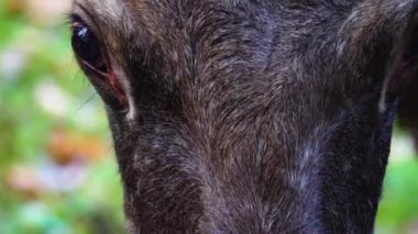 Geyik 'e yakın, geyik başı ve gözü Sonbaharda güneşli bir günde.