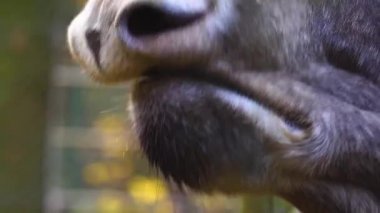 Geyik 'e yakın, geyik başı ve gözü Sonbaharda güneşli bir günde.