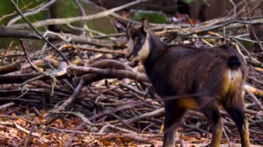 Sonbaharda ağaç kabuğu yiyip, ayakta duran güveci kapatın..