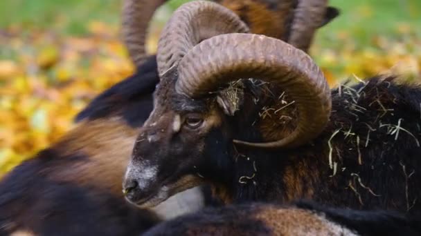 Close Bighorn Carneiro Mouflon Ovelhas Com Grandes Chifres Dia Ensolarado — Vídeo de Stock