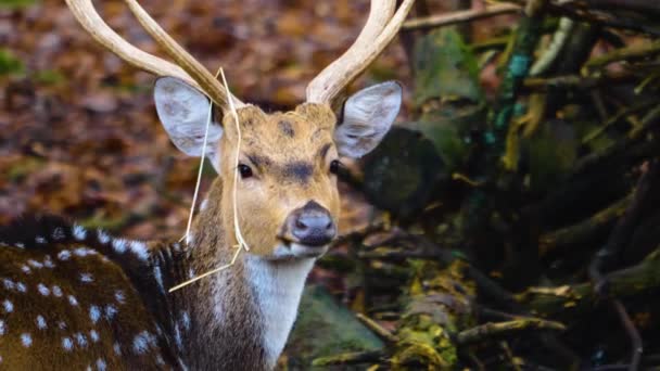 Nahaufnahme Eines Männlichen Rehbocks Wald Einem Sonnigen Tag — Stockvideo