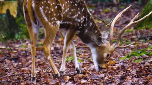 Primer Plano Ciervo Macho Bosque Día Soleado — Vídeos de Stock