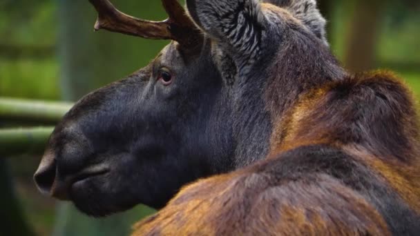 Gros Plan Des Wapitis Tête Orignal Des Yeux Par Une — Video