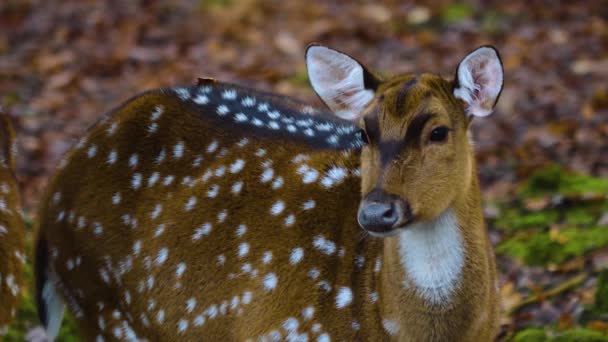 Acercamiento Ciervo Eje Hembra Bosque Día Soleado — Vídeos de Stock