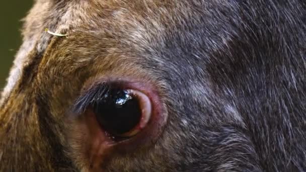 Gros Plan Des Wapitis Tête Orignal Des Yeux Par Une — Video